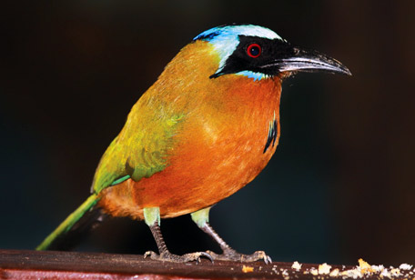 Birds