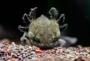 axolotl