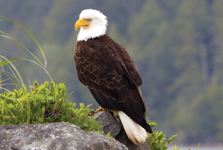 [Revision] Bald Eagle