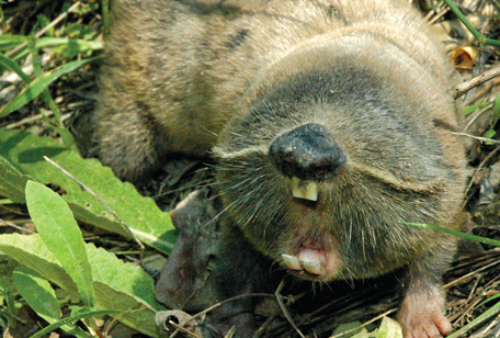 Damaraland Mole Rats