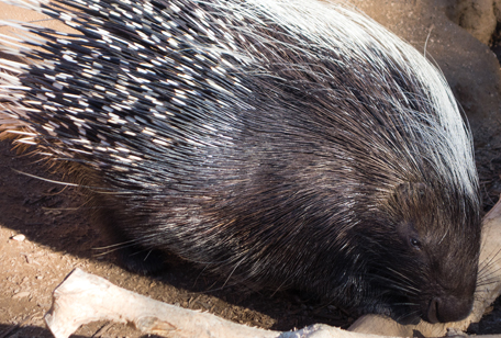 Cape Crested Porcupine