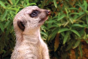meerkat