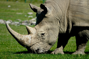 white rhino grazing