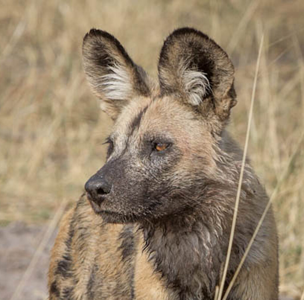 painted dog head