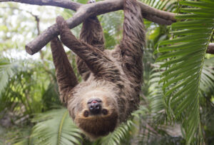 two-toed sloth