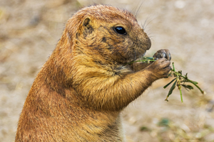 prairie dog eating plant